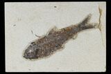 Fossil Fish (Knightia) - Green River Formation #113995-1